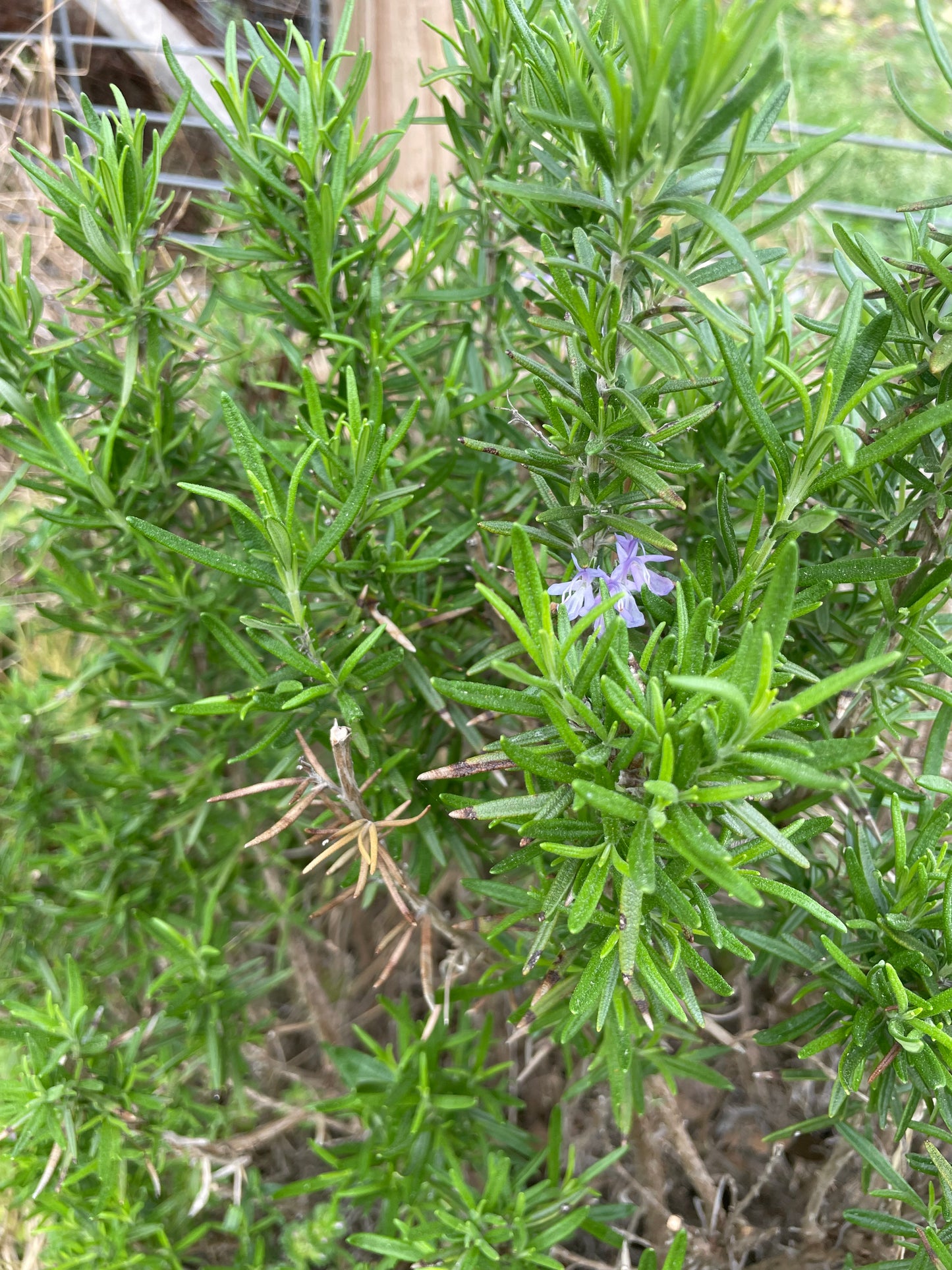 Fresh Herb Bundle