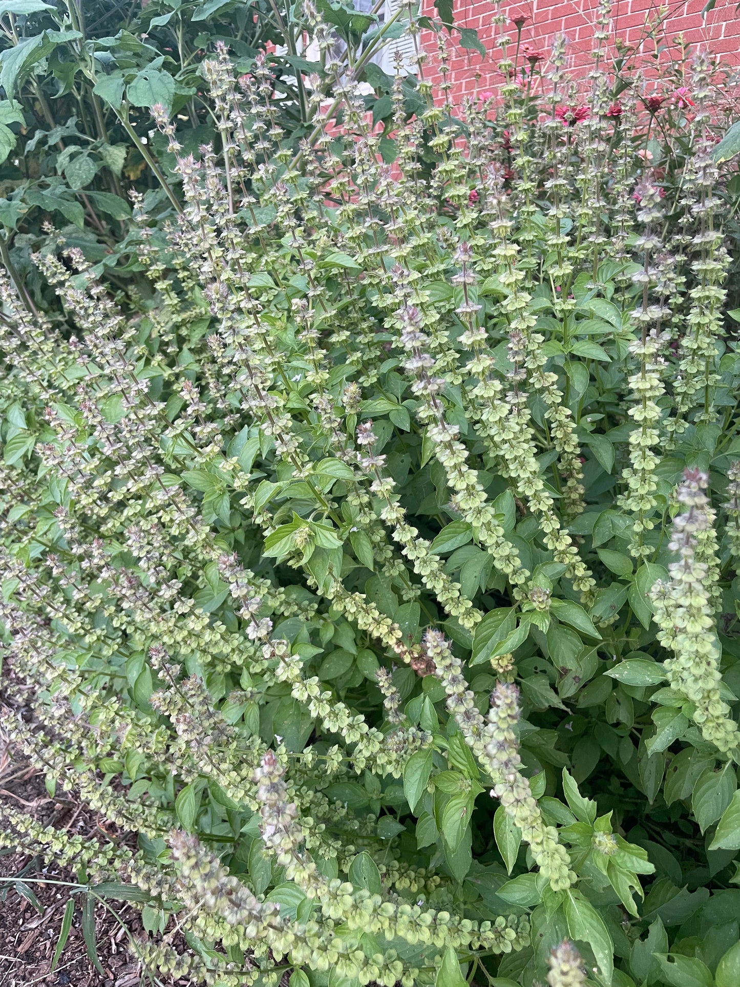 Fresh Herb Bundle
