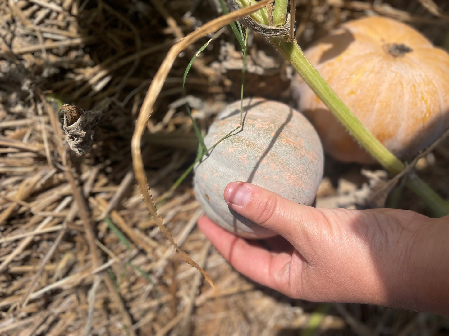 Koginut Squash