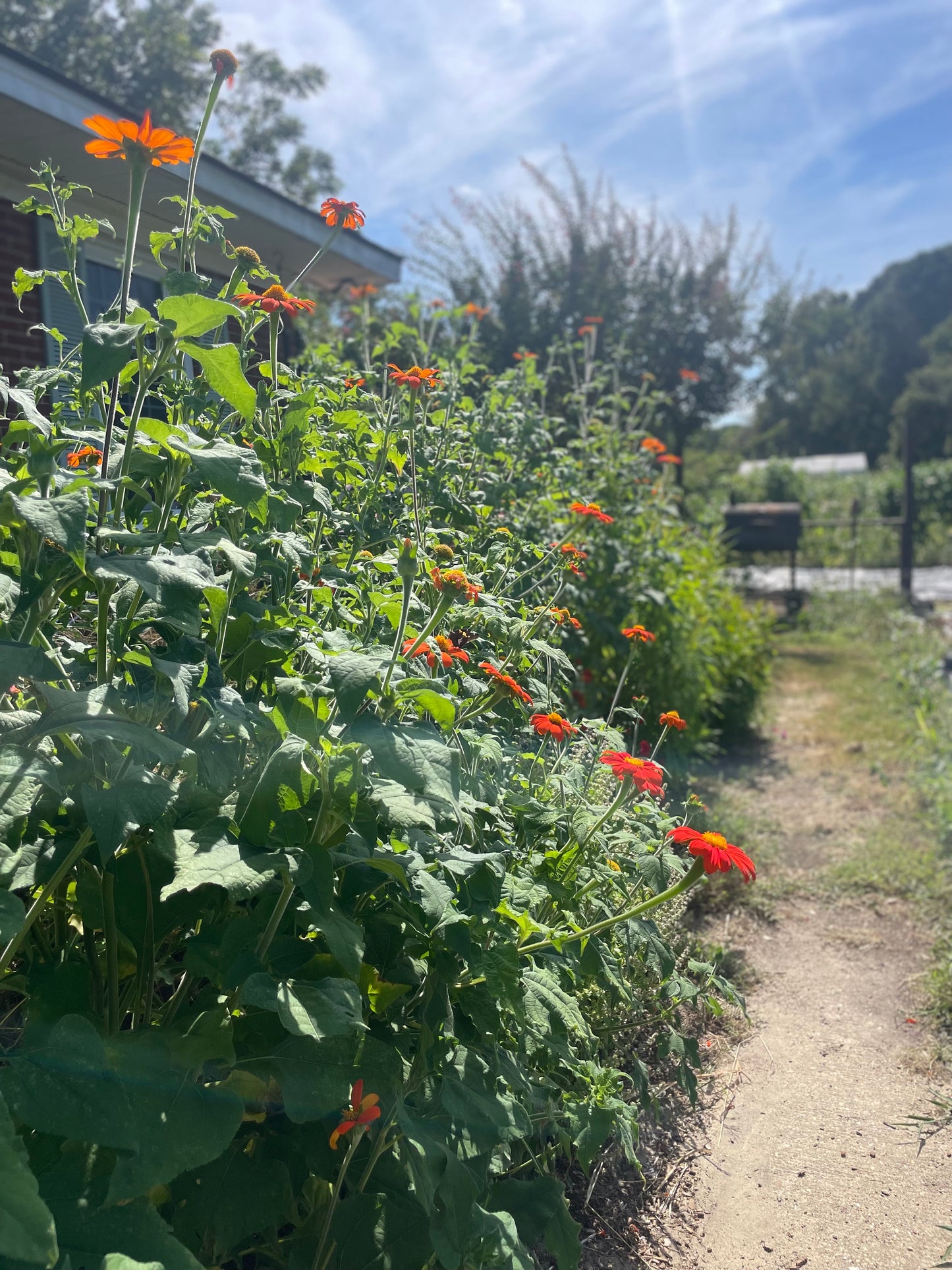 Fresh Garden Bouquet