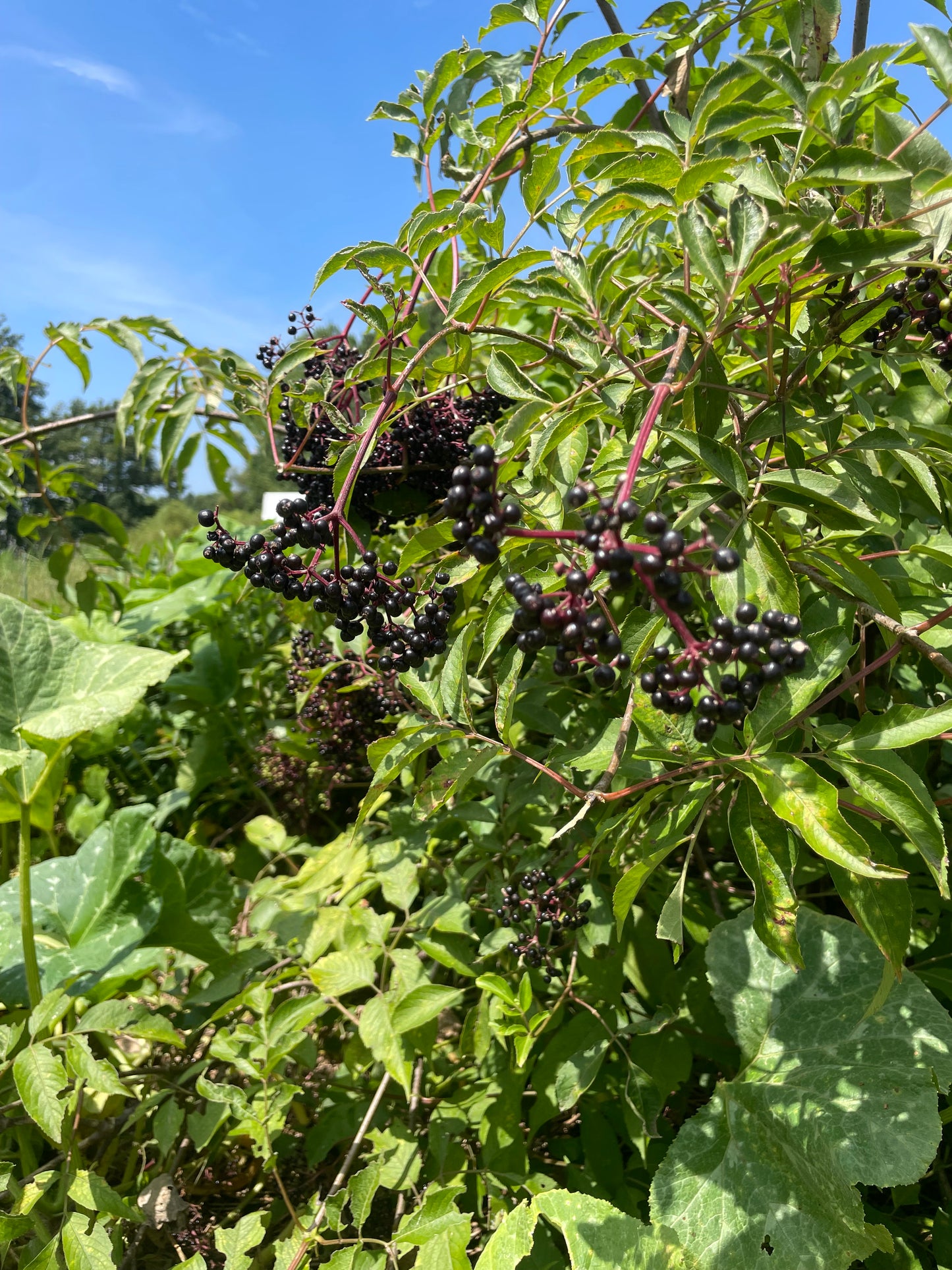 Elderberry Tea - package
