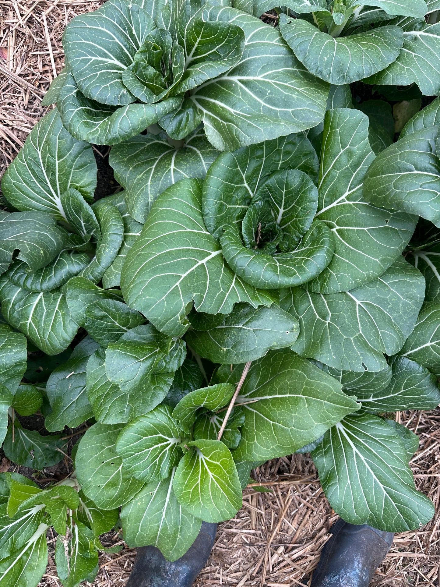 Bok Choy