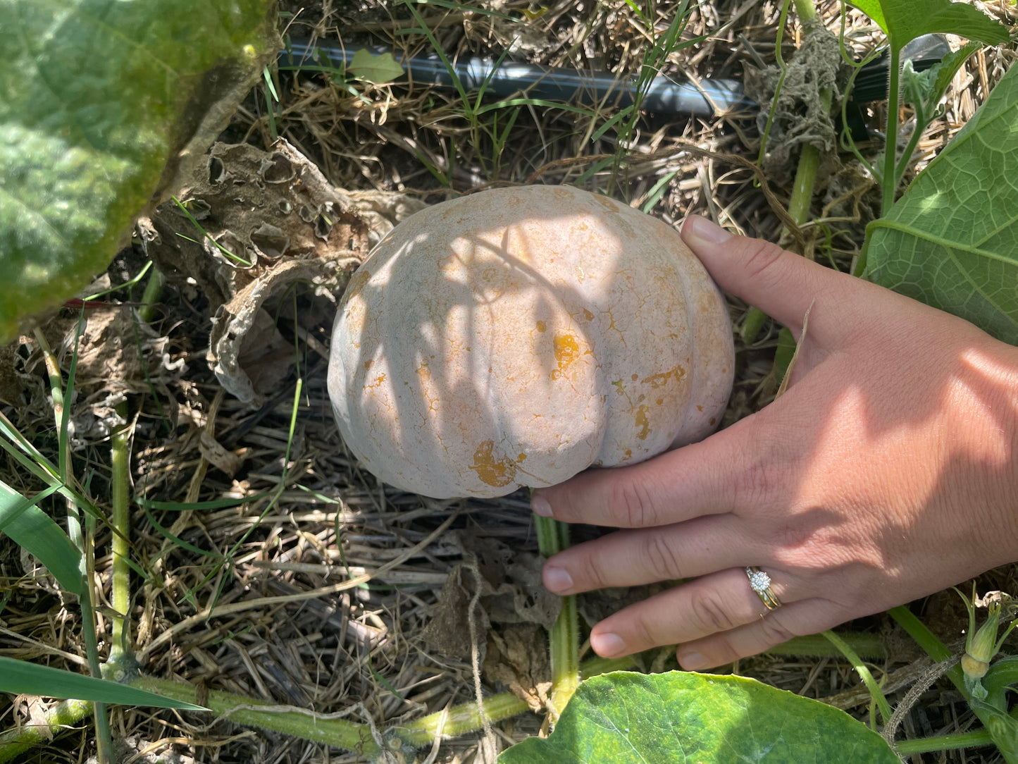 Koginut Squash