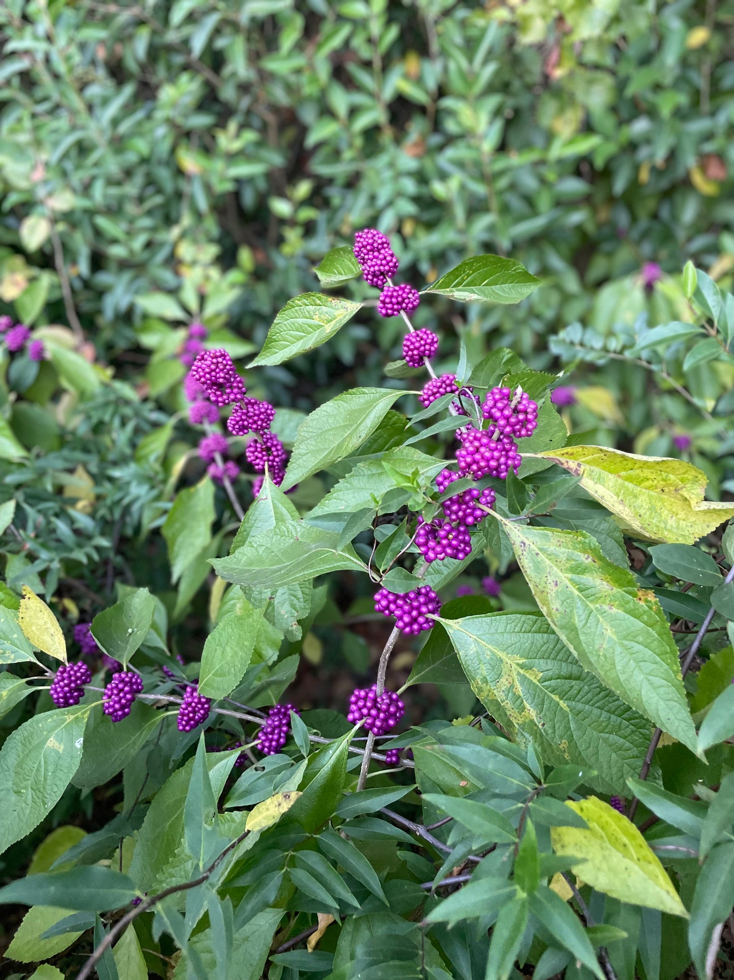 American Beautyberry Tea - package