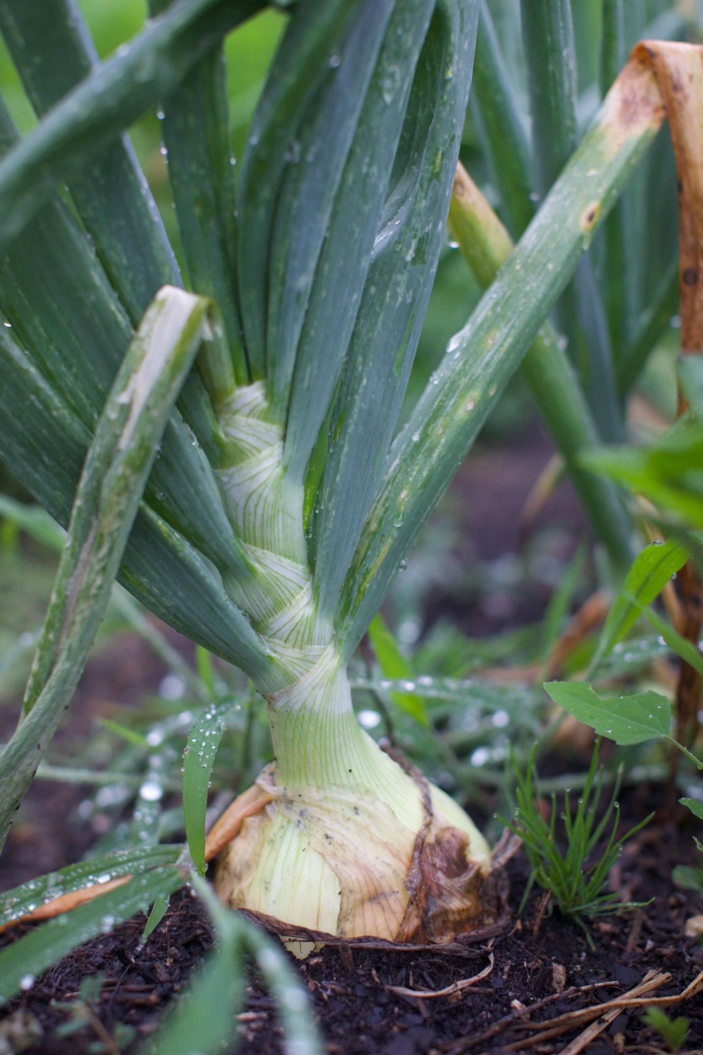 Texas Sweet Onions - Cured