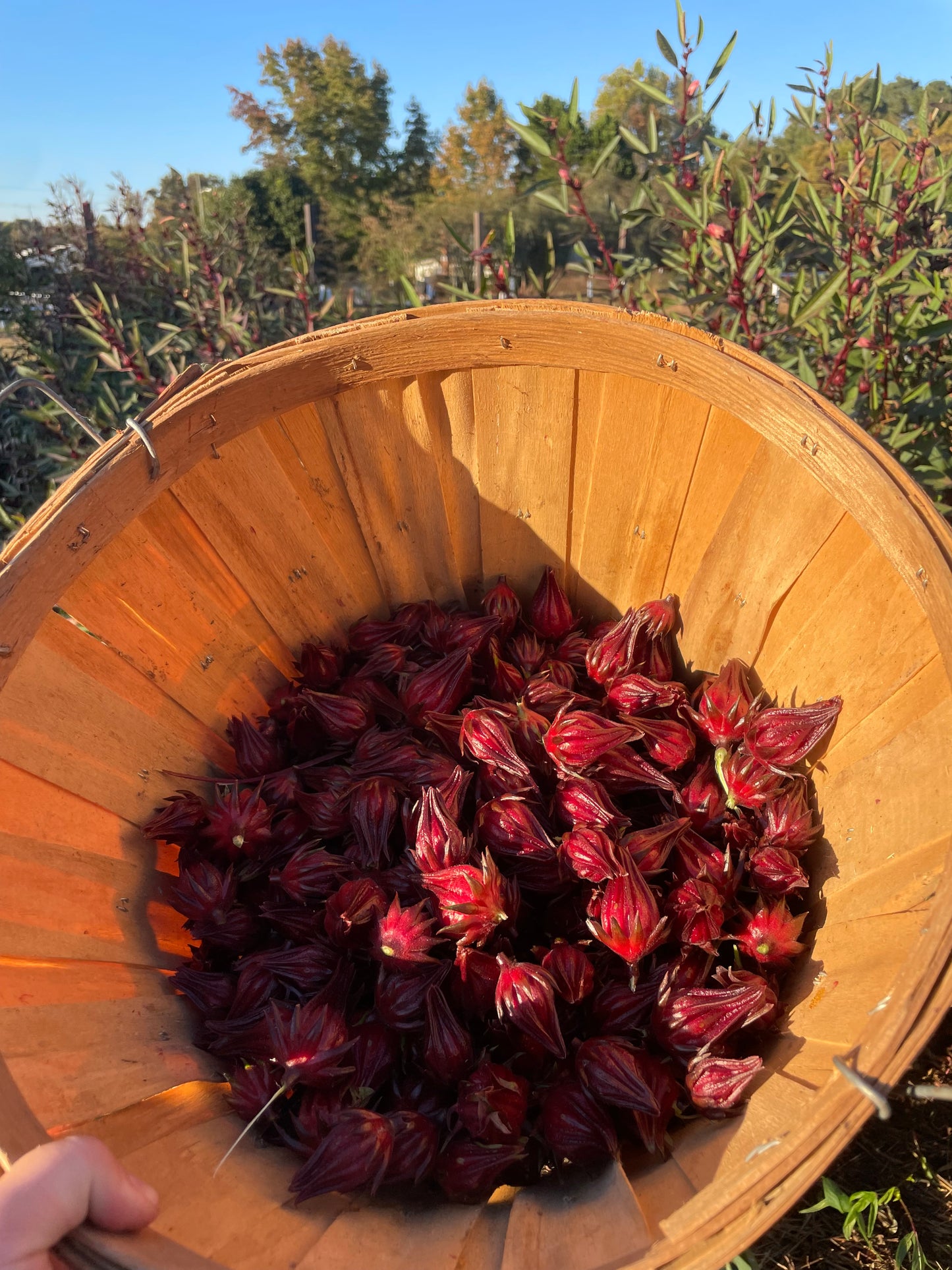 Roselle - Loose Leaf Tea