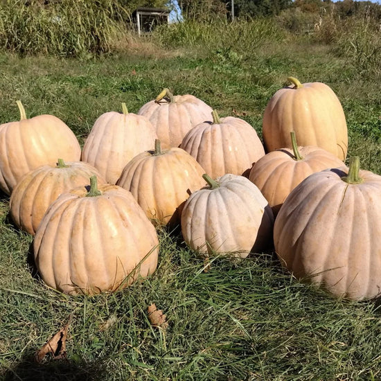 Dutch Fork Roasting Pumpkin