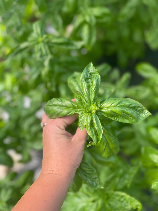 Fresh Herb Bundle