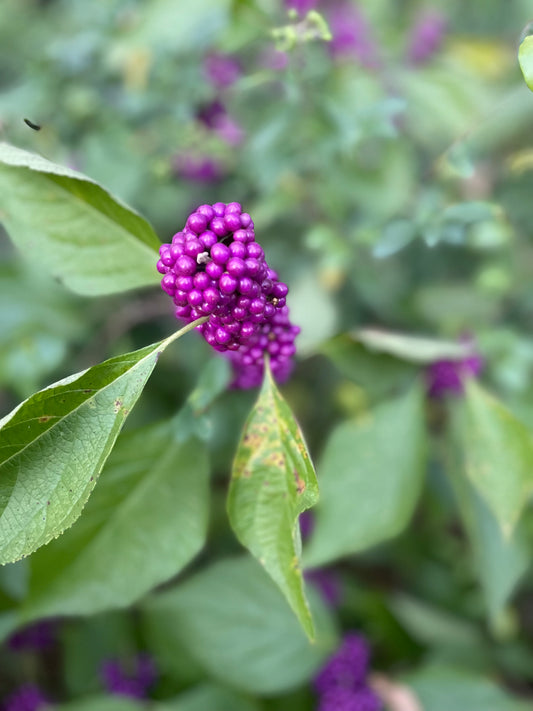 American Beautyberry Tea - package