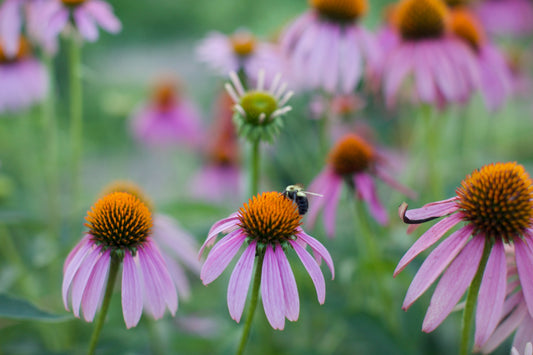 Echinacea Tea - package