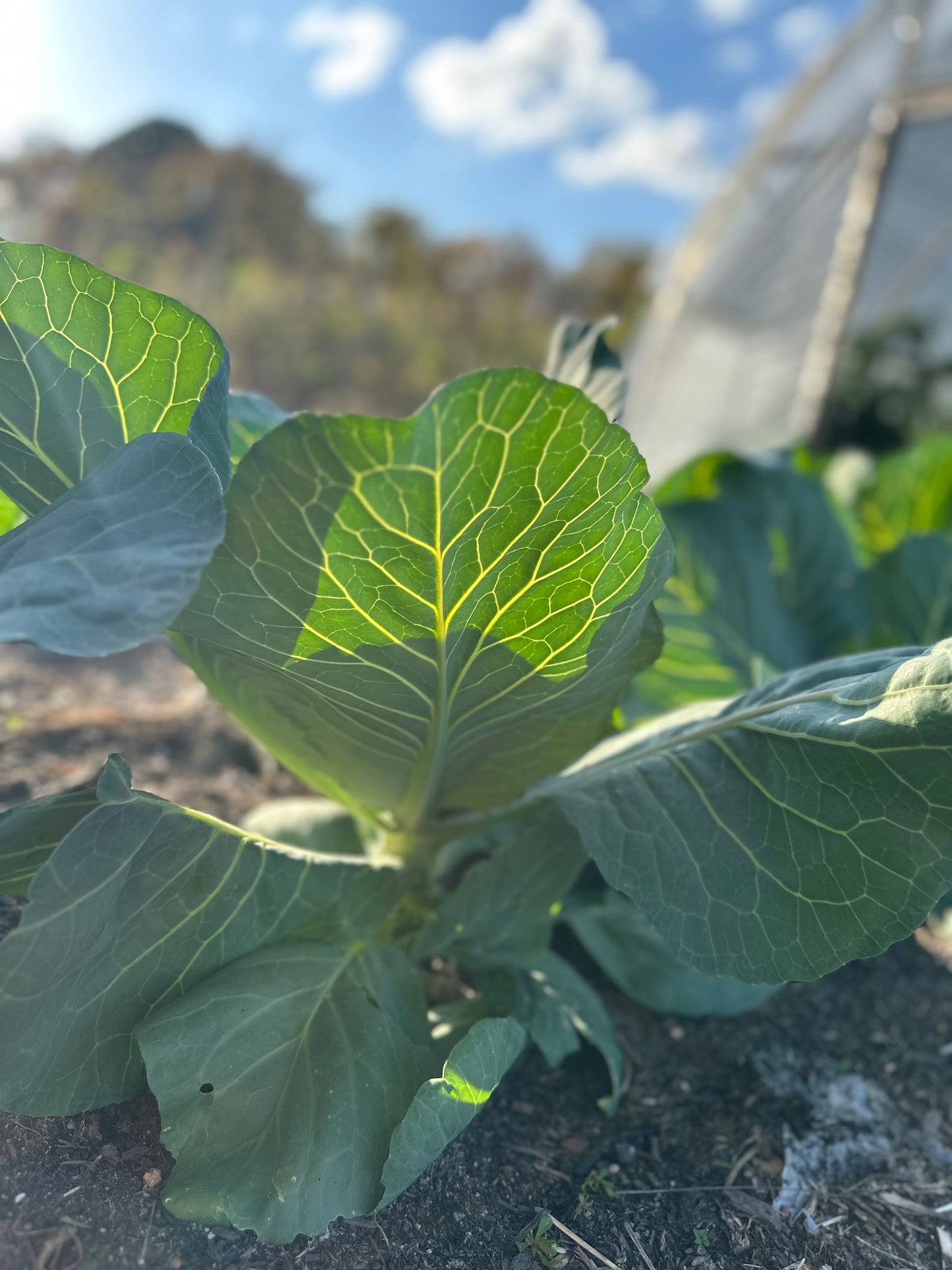 Early Cabbage Leaves - 3 count