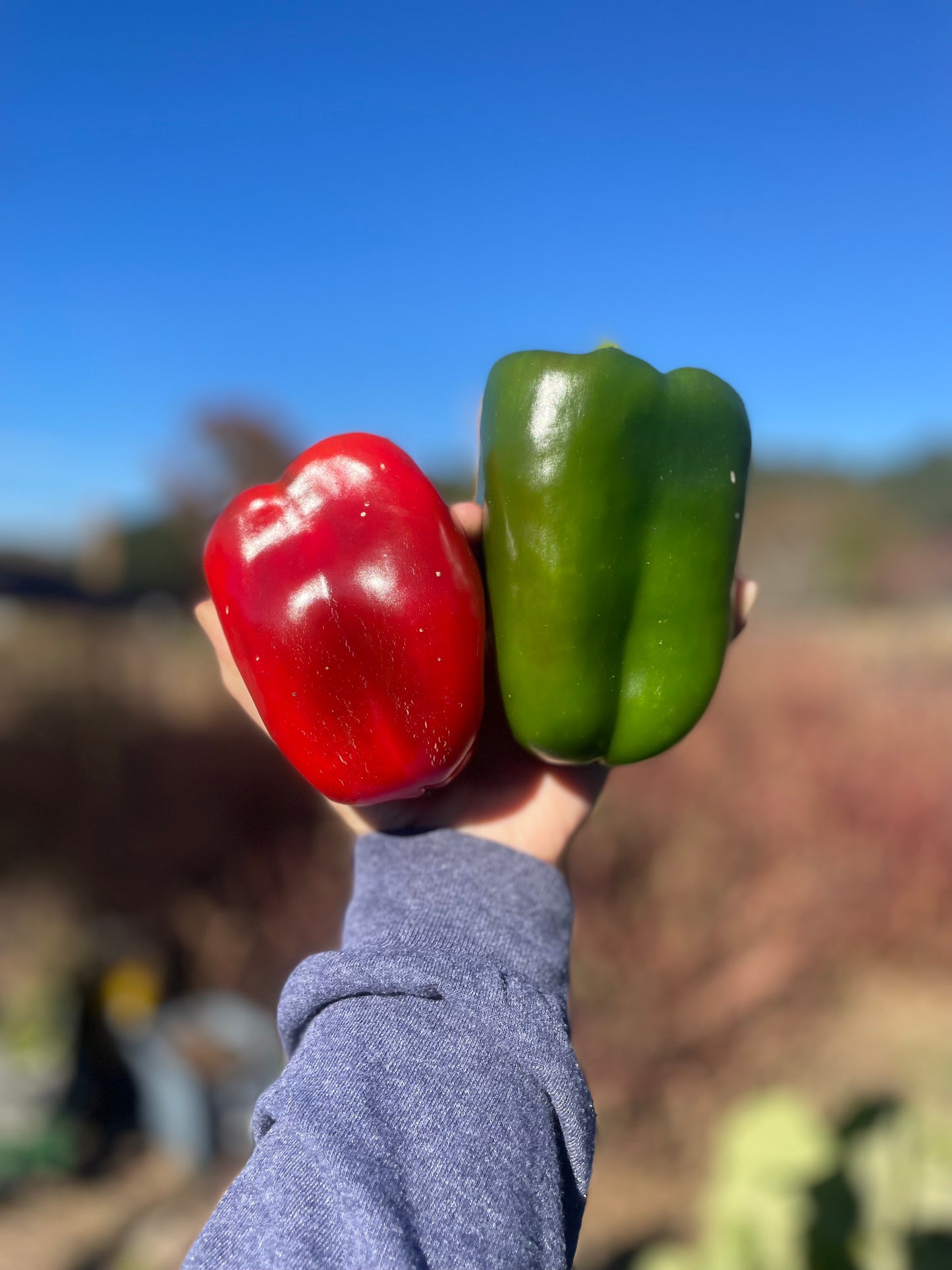 Bell Peppers - 4 count