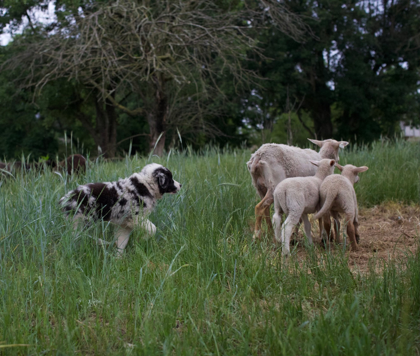 Photoshoot - Personal or Business