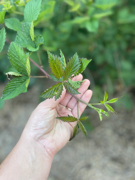 Blackberry Leaf Tea - package