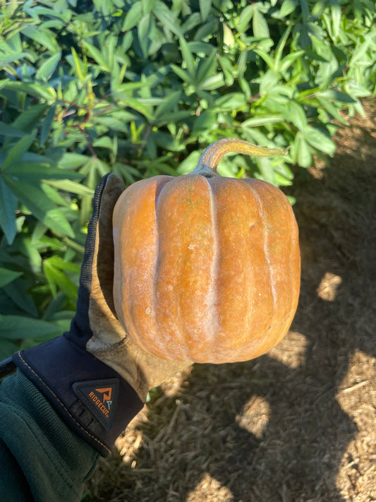 Koginut Squash