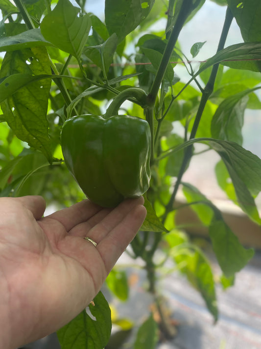 Bell Pepper