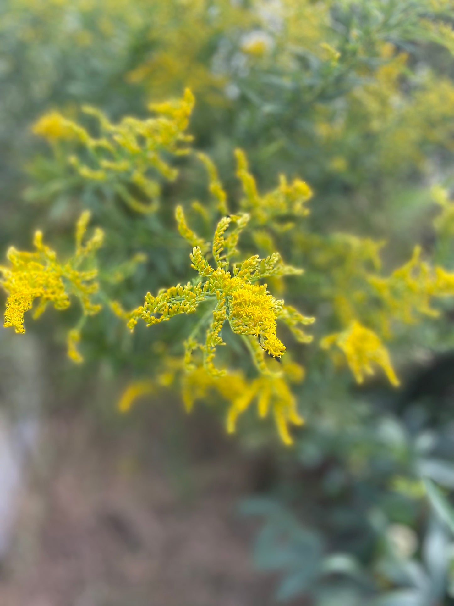 Goldenrod, Dried - Package Tea