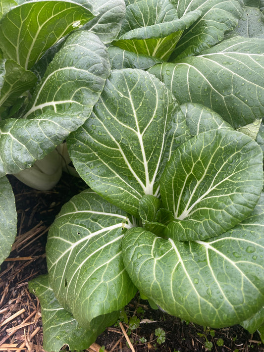Bok Choy