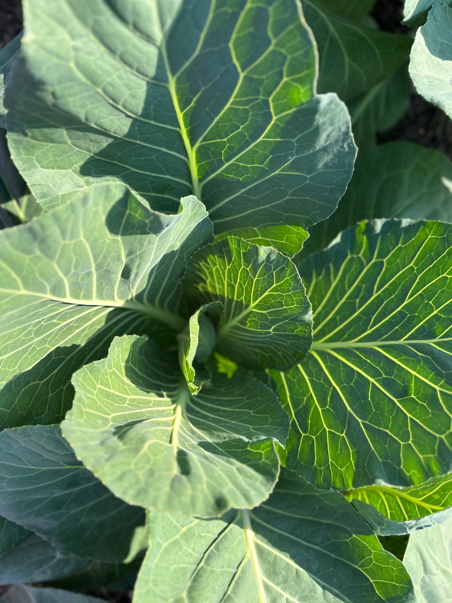 Early Cabbage Leaves - 3 count