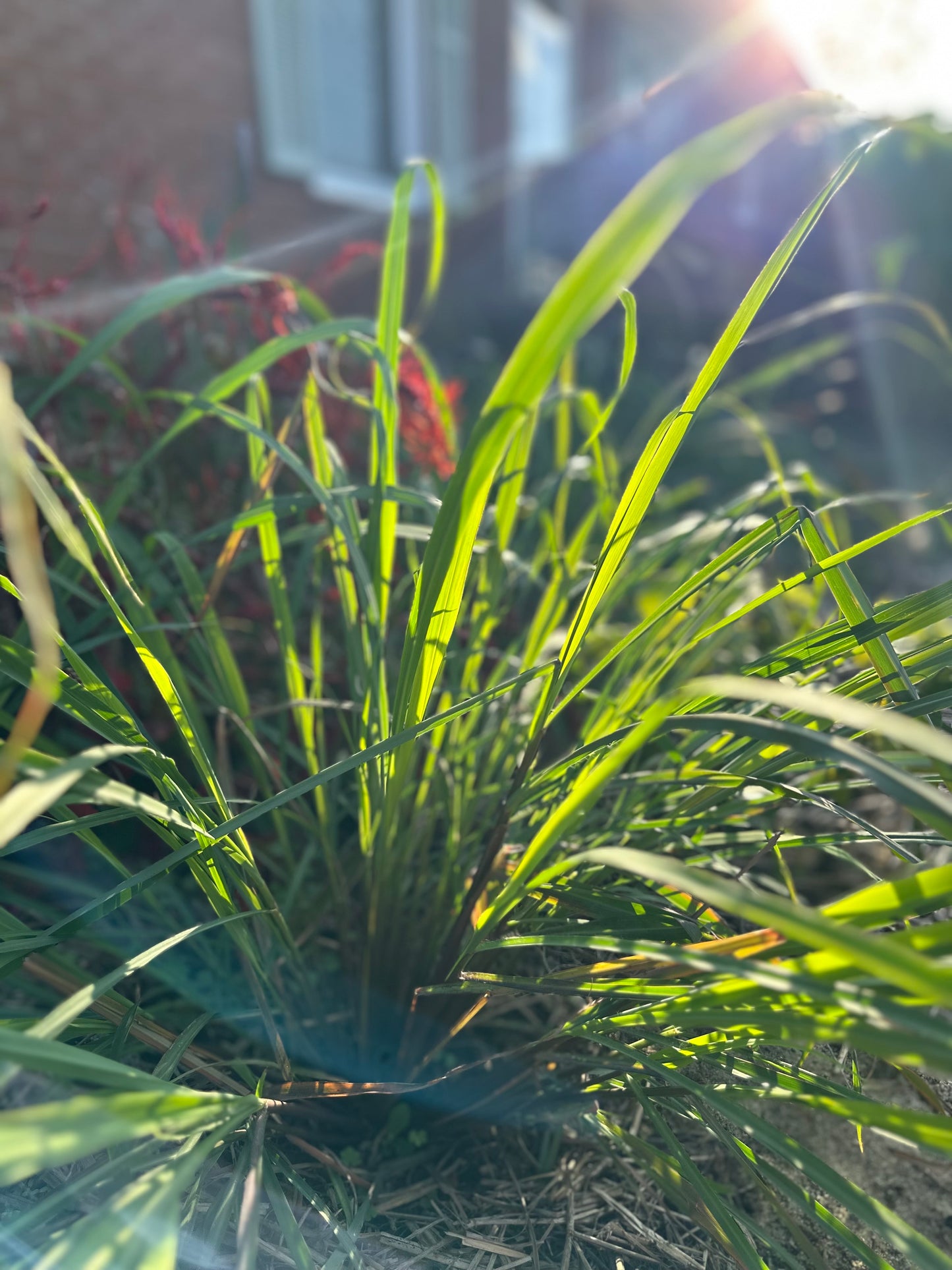 Lemongrass, Dried - Package Tea