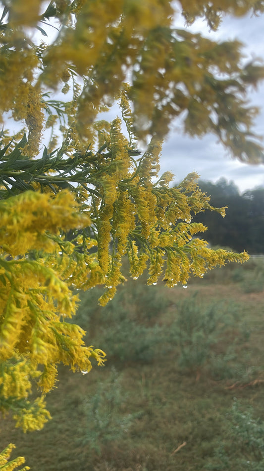 Goldenrod, Dried - Package Tea