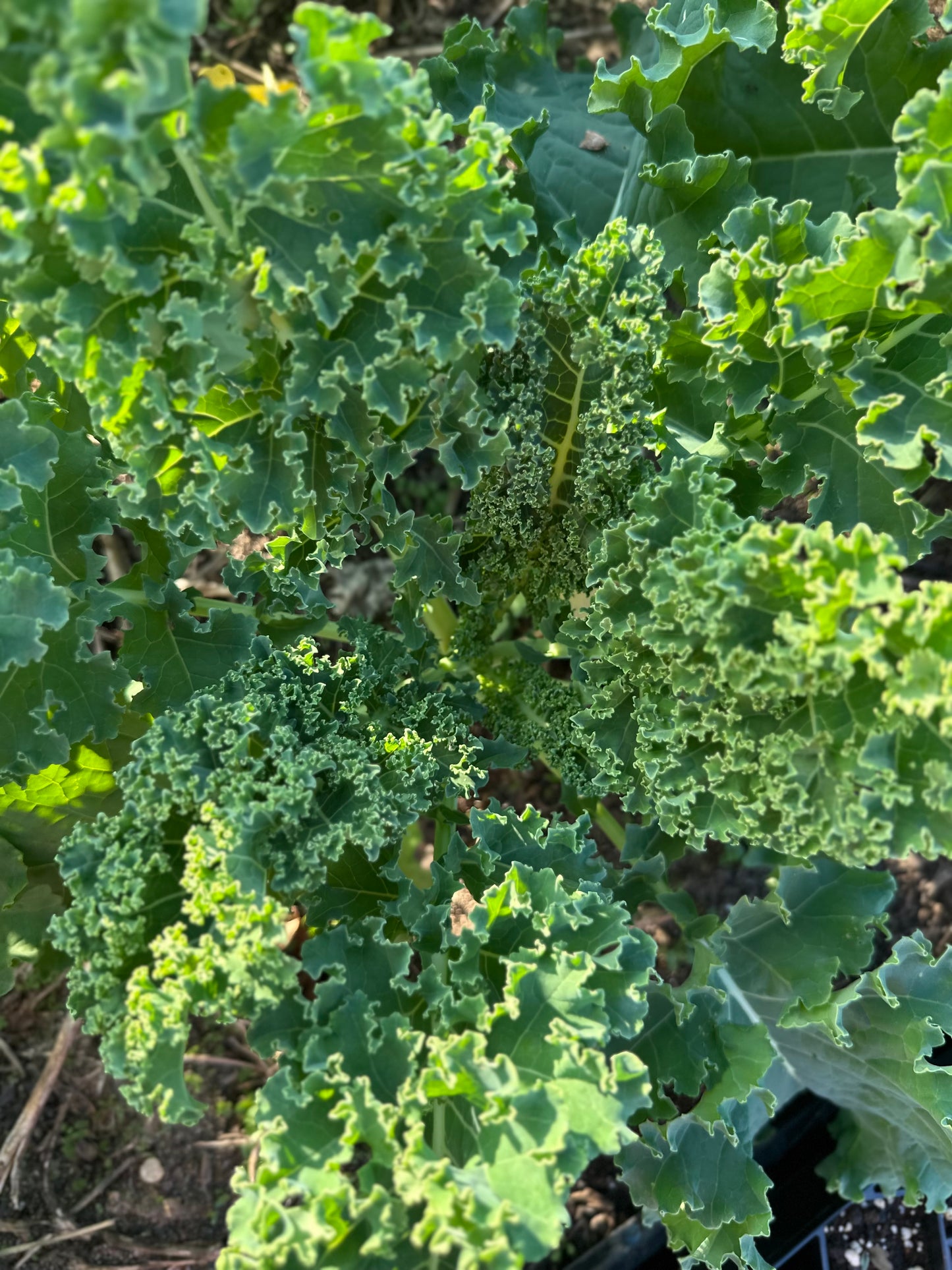 Kale - Bunch