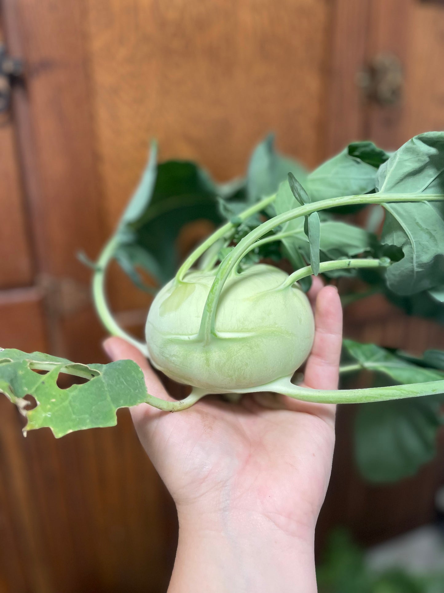 Kohlrabi