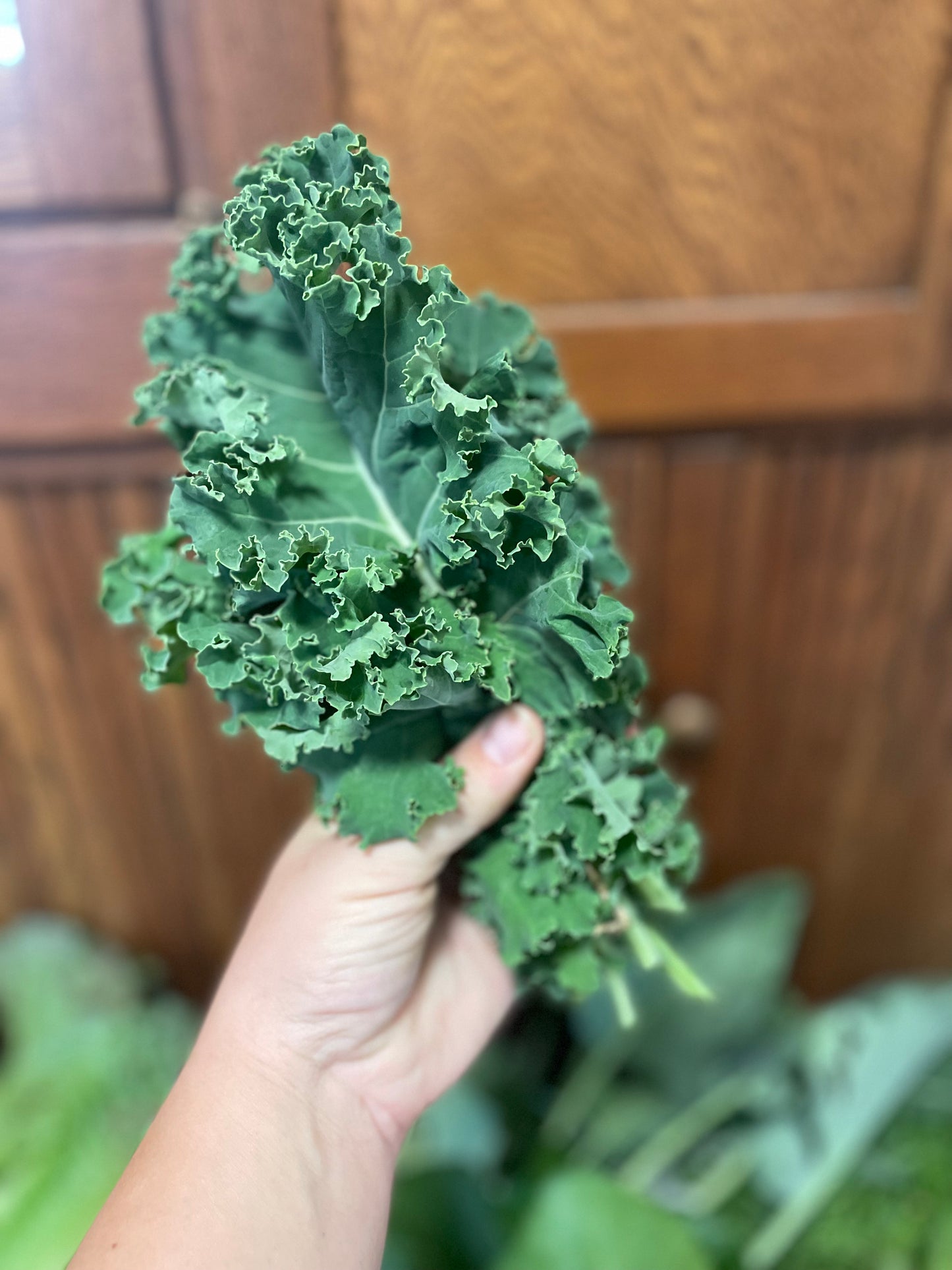 Kale - Bunch