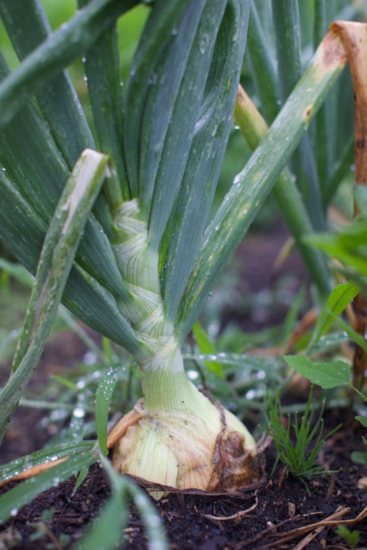 Texas Sweet Onions - Cured