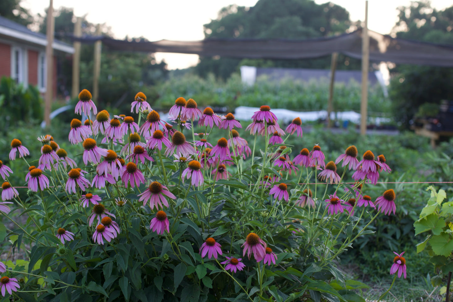 Echinacea Tea - package