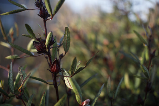 Jamaican Sorrel Roselle (Hibiscus) Seeds