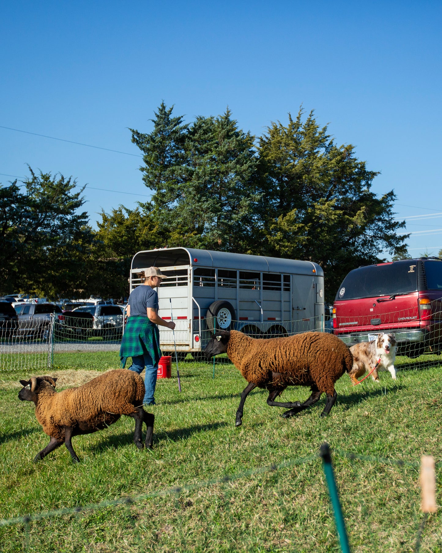 Herding on the Homestead – Start Where You Are