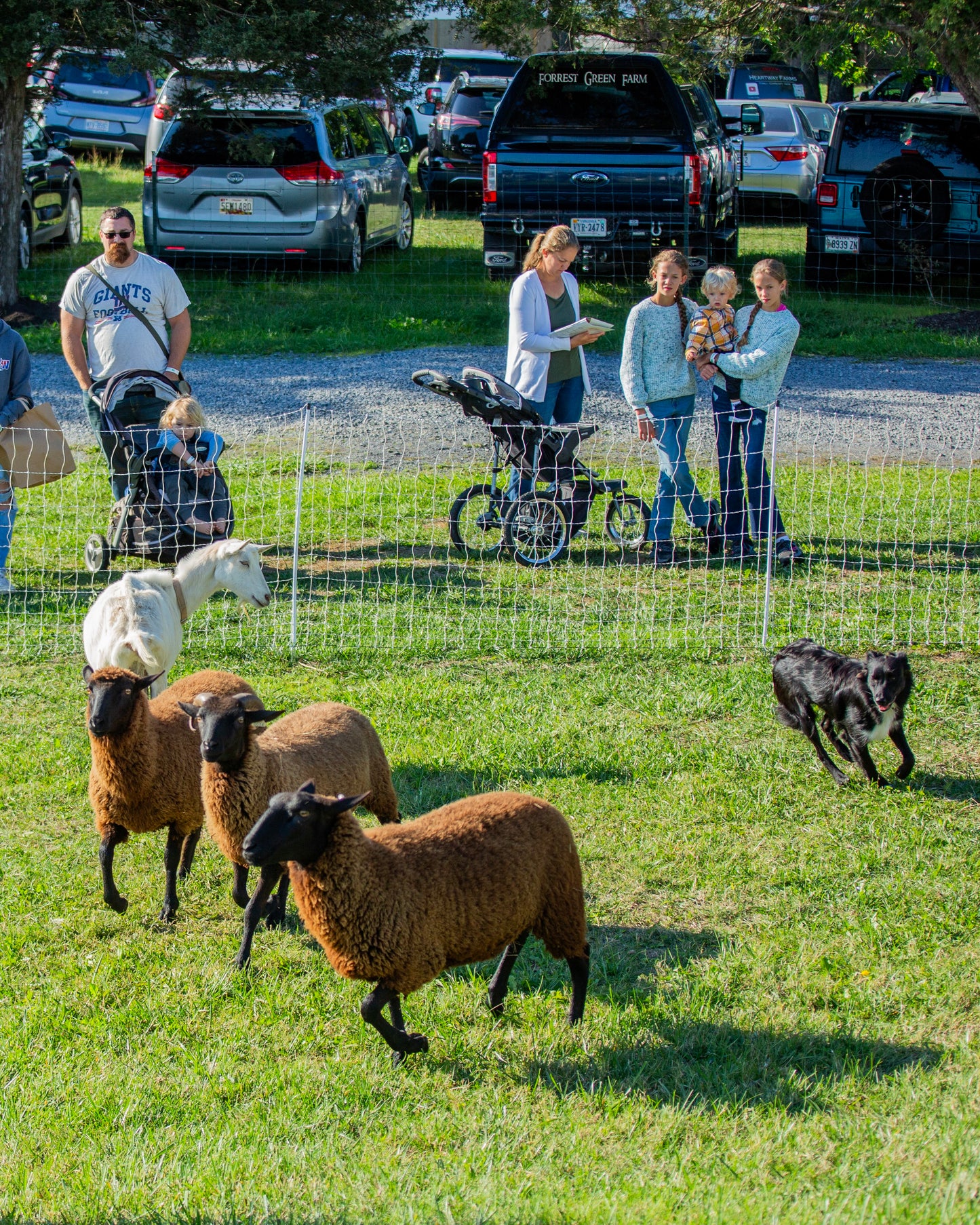 Herding on the Homestead – Start Where You Are