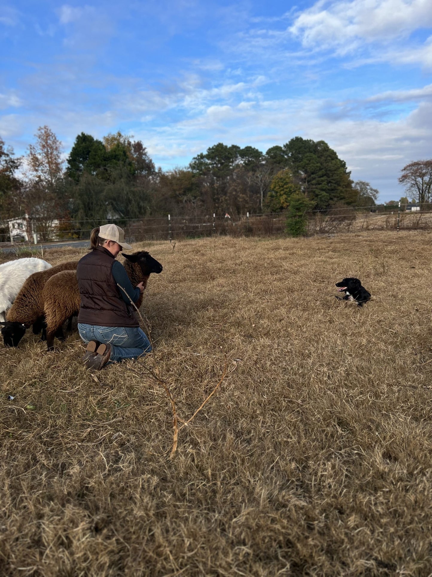 Herding on the Homestead – Start Where You Are