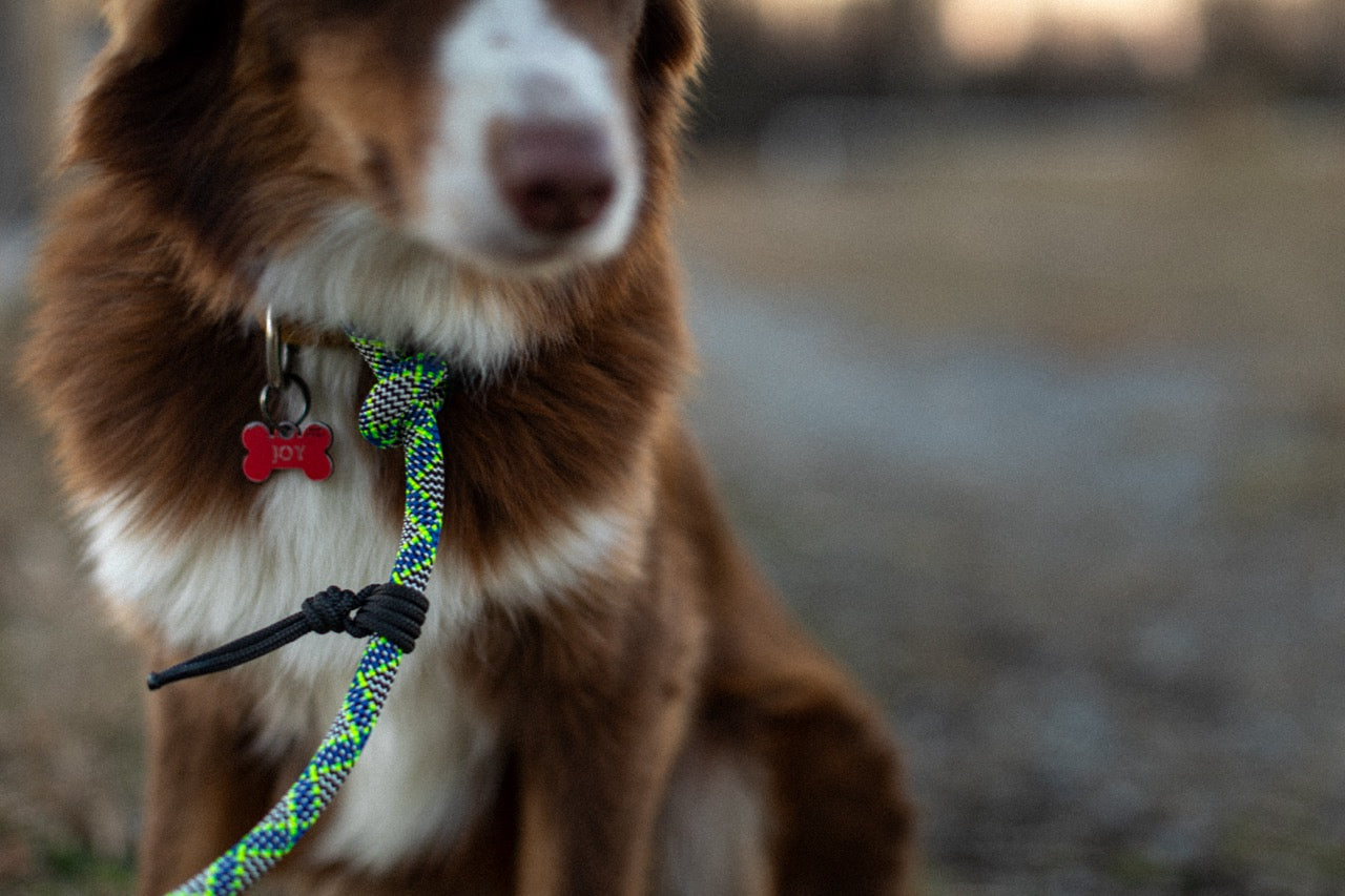 Mountain Dog Slip Leash