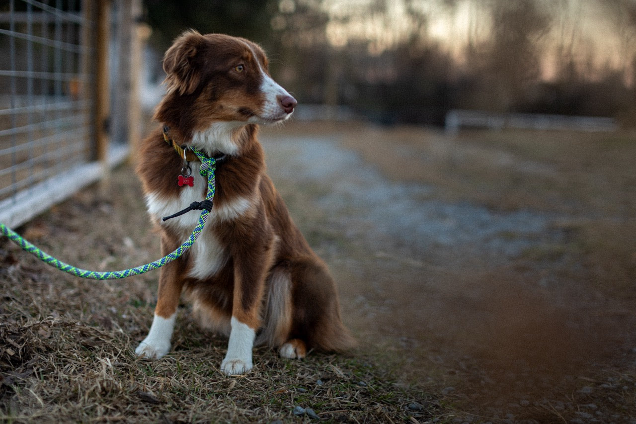 Mountain Dog Slip Leash