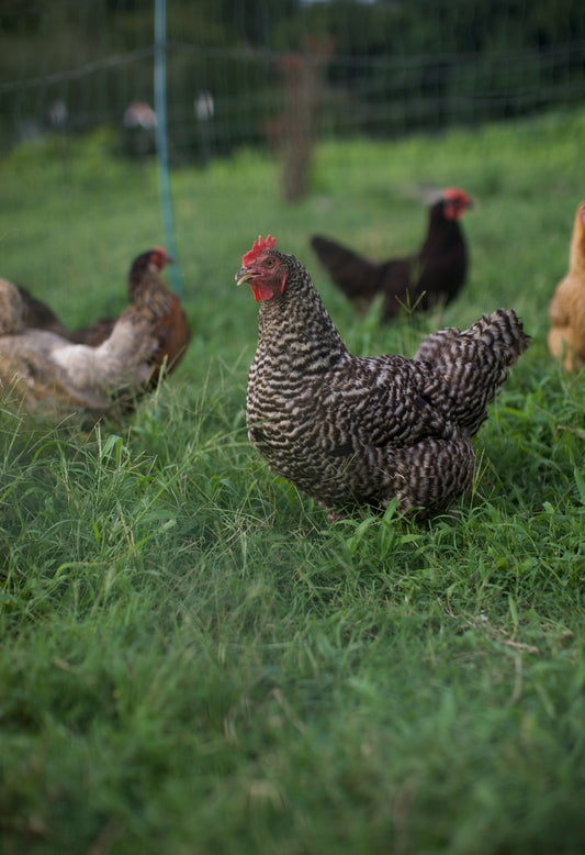 Pastured Eggs - One Dozen